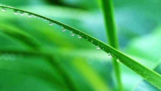 夏季下雨天植物树叶雨滴水滴水珠特写