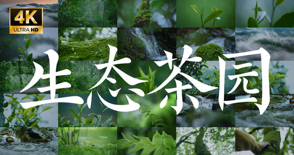 4k生态茶园有机茶茶树茶叶古树茶广告视频