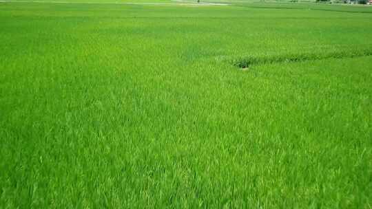 航拍稻田水稻