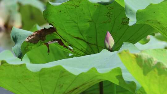 蜻蜓 荷花 升格慢动作 慢镜头