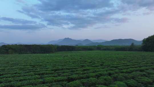 海南白沙茶园航拍空镜