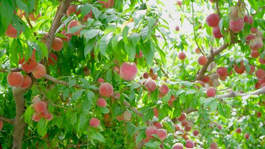 果园的桃树结满了水蜜桃