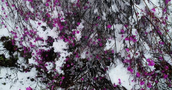 航拍雪压杜鹃（五月末杜鹃花开时普降瑞雪）