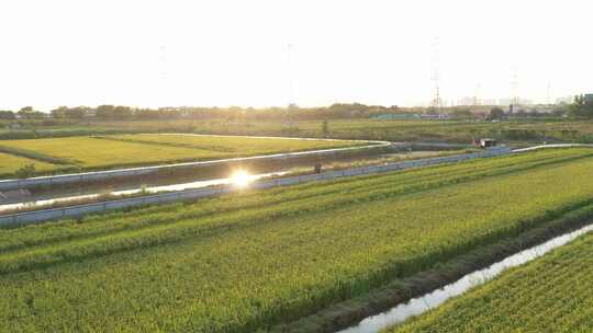 航拍 天津 小站稻 水稻 大米 生态农业 三农