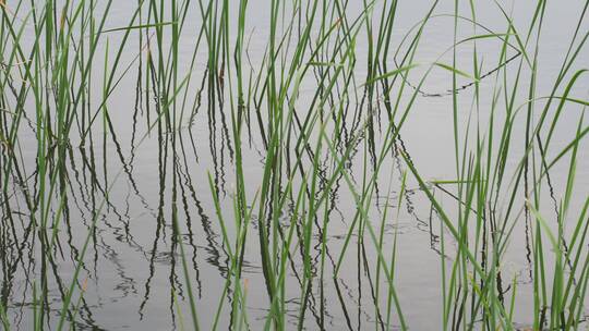 湖边水草风吹芦苇大河江河江边湖泊湖畔岸边