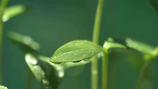 阳光雨滴水珠绿叶