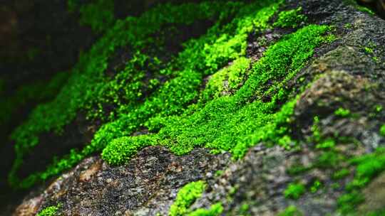 夏季雨后山林石头上绿色苔藓光影