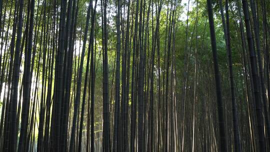 杭州西湖景区植物园