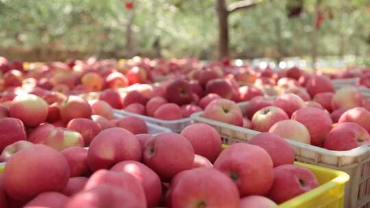 苹果  水果  果园