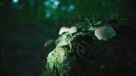 用手电筒照森林里的真菌