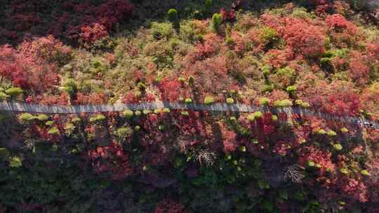 洛阳荆紫仙山红叶