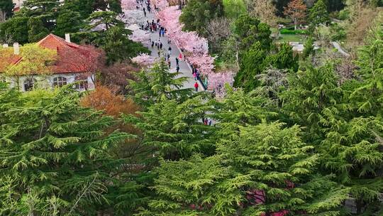 青岛春天青岛中山公园樱花