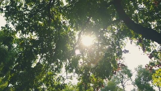 手持摄影阳光透过树木