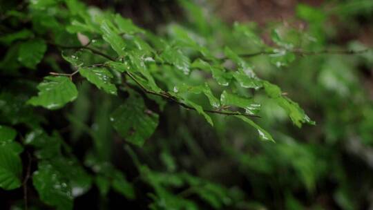 雨水滴落在绿叶上