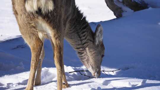 寒冷冬天野生动物梅花鹿在雪中吃食物奔跑视频素材模板下载