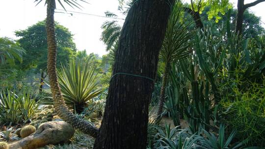 沙漠植物沙生植物园