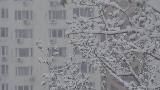 雪景 冬天雪景 大雪纷飞