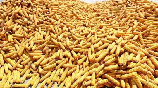 合集收玉米粮食丰收