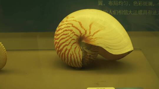 海洋生物贝壳海螺贝类标本