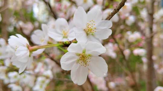 4K樱花、花瓣、春天的花、白花