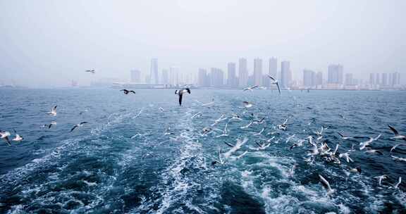 大海海面飞翔的海鸥