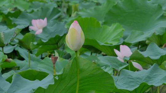 荷花池塘荷花荷叶莲花莲蓬莲叶