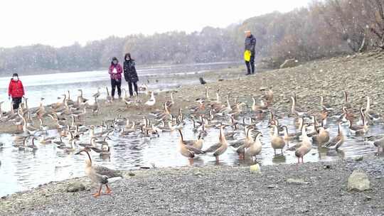 人与自然和谐共处投喂雪中迁徙过冬的大雁