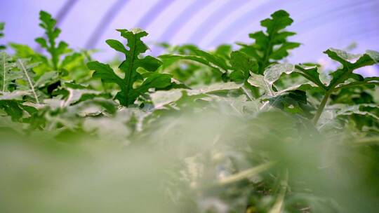 西瓜种植视频素材模板下载