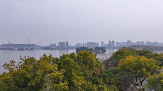 湖北黄石团城山公园梅花谷梅花盛放时的景观