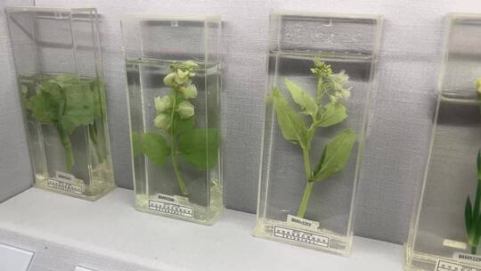 装饰用植物标本生物标本