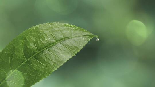茶叶特效粒子/水滴茶叶/广告专业