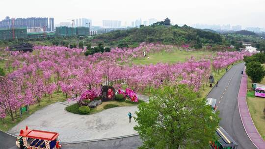 青秀山春天樱花