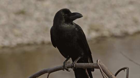 黑色乌鸦的特写