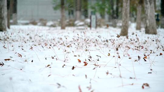 北京初冬树枝上落满积雪