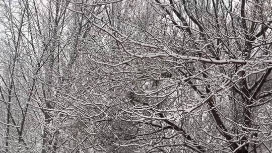 树枝上的积雪雪松落雪