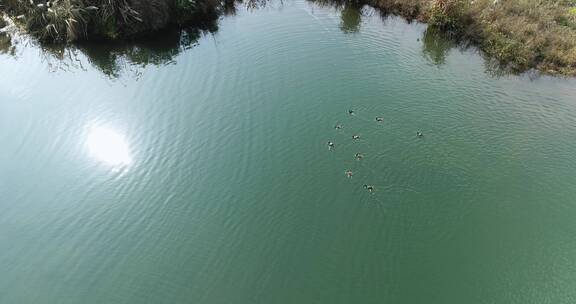 航拍冬天青衣江河面上的野鸭成群