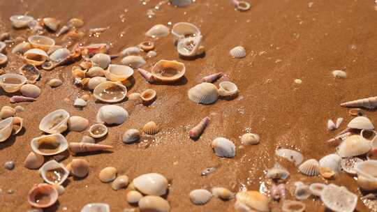 海边沙滩海滩贝壳视频素材模板下载