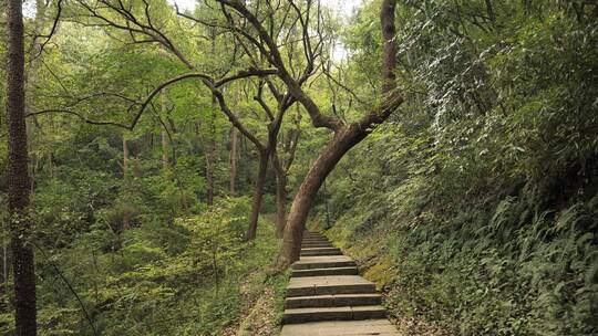 杭州西湖宝石山上的石板路视频素材模板下载