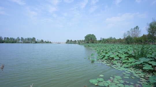 武汉江夏区汤逊湖壹号湿地公园