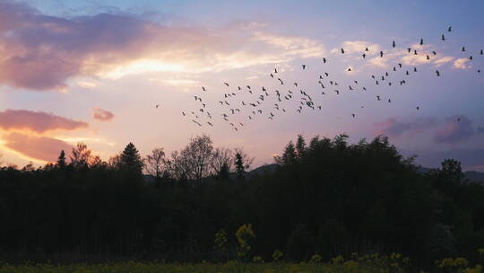 落日夕阳晚霞天空中飞翔的鸟群