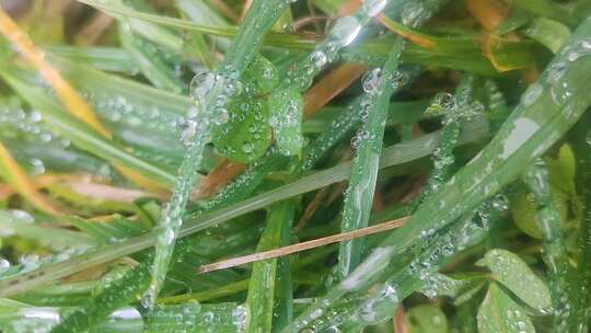 绿色草植物叶片上的水珠