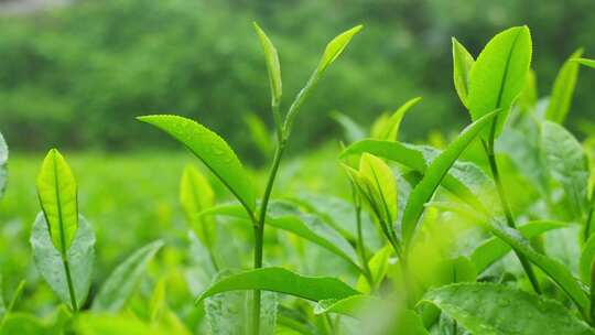 茶园茶叶茶茶山绿茶农业茶海采茶茶文化