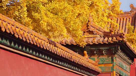 秋天故宫银杏