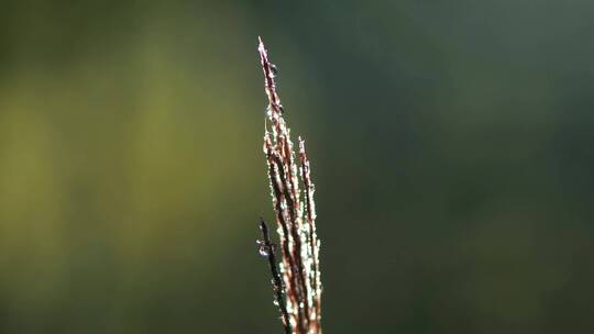 雾气升腾中挂着露水的野草轻轻摆动