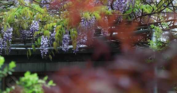 春天私家花园别墅小院花园洋房紫藤花开