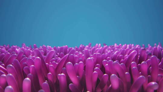 水下摇摆的粉红色海葵特写