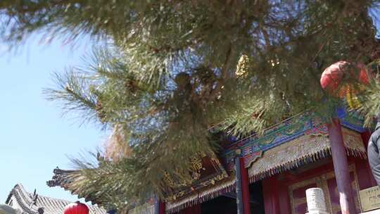 古建筑前松树及红灯笼景观