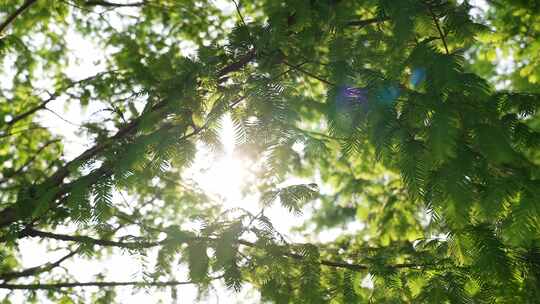 夏日清晨阳光闪烁的水杉绿叶