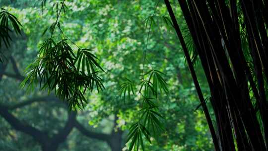 竹林风景视频素材模板下载