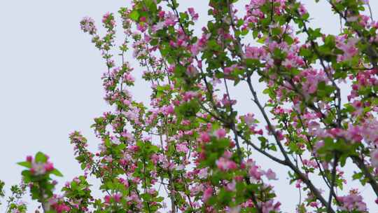 清明踏青海棠花